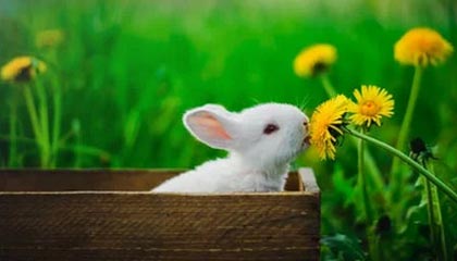 开云官网-拓记：谈及最喜欢的NBA球员，郇斯楠的回答是切特